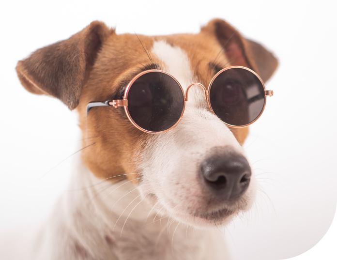 Hund mit Sonnenbrille, Symbol für coole Angebote in der Sektion 'Kein Eis aber genau so gut"